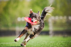 agility training, dogs, nuvet