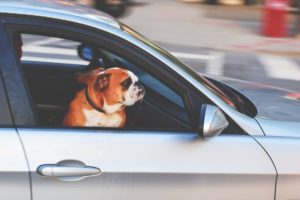 driving, dog, car