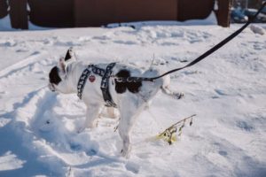 potty training, dogs, snow